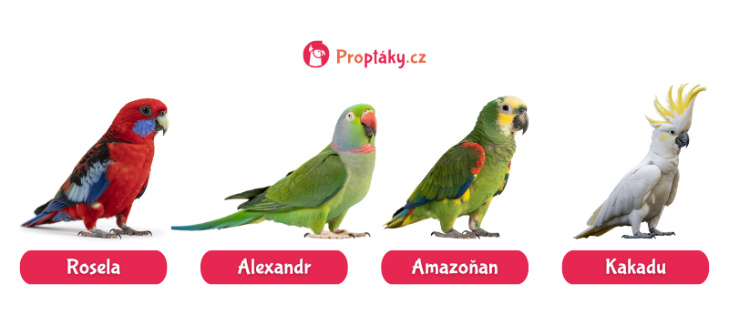 Jací jsou nejlepší papoušci na ochočení_Druhy, které jsou na ochočení náročnější_foto5